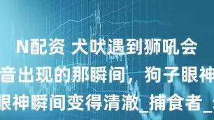 N配资 犬吠遇到狮吼会咋样？气泡音出现的那瞬间，狗子眼神瞬间变得清澈_捕食者_动物_威胁
